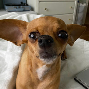 Meet your Posher, Maggie